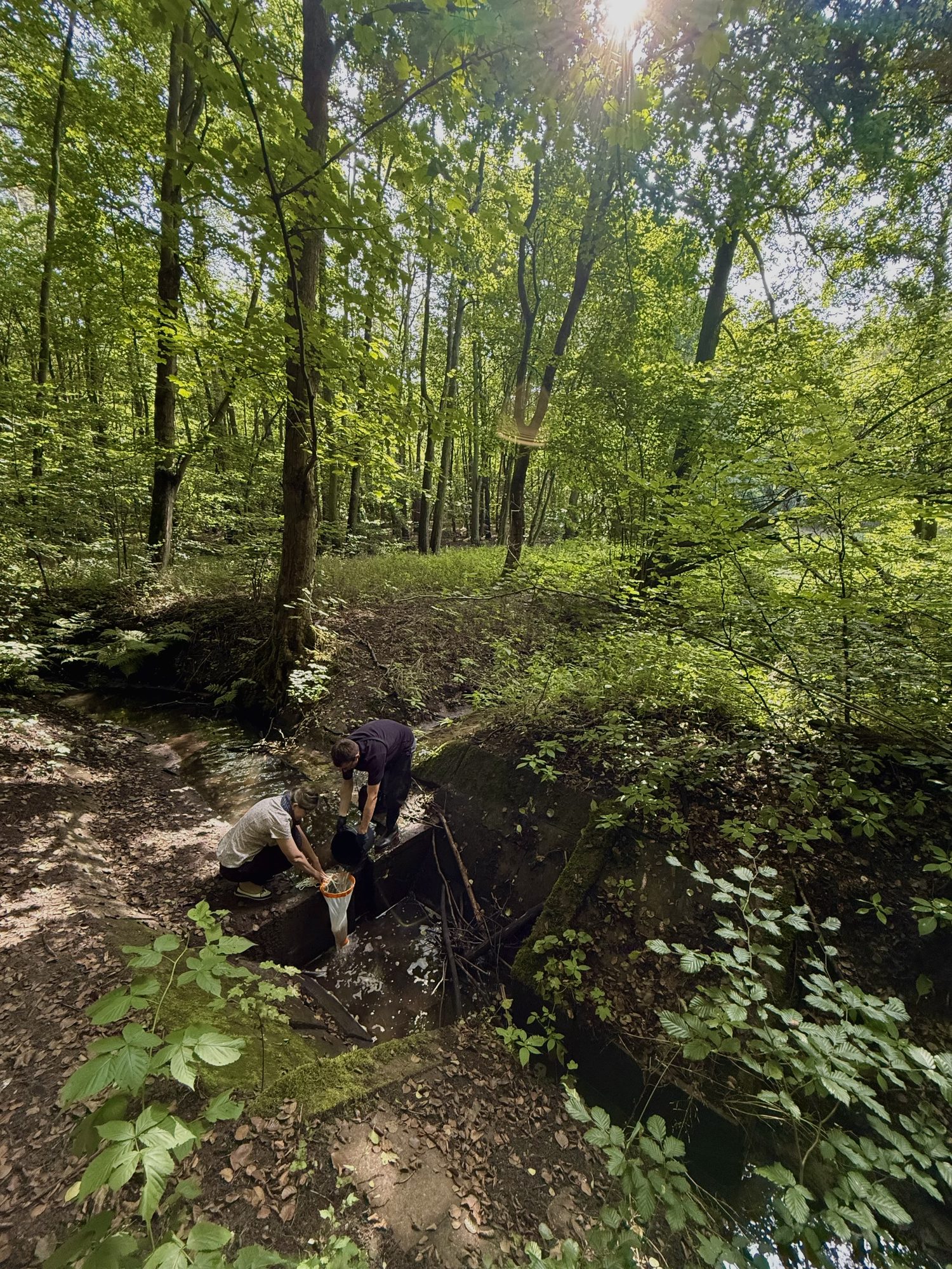 Researcher sampling a small forest pond in Poland