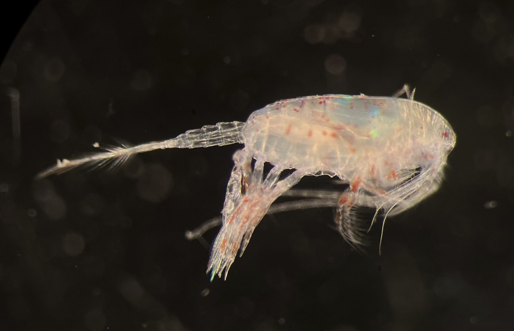 Close-up micrograph of a translucent marine copepod