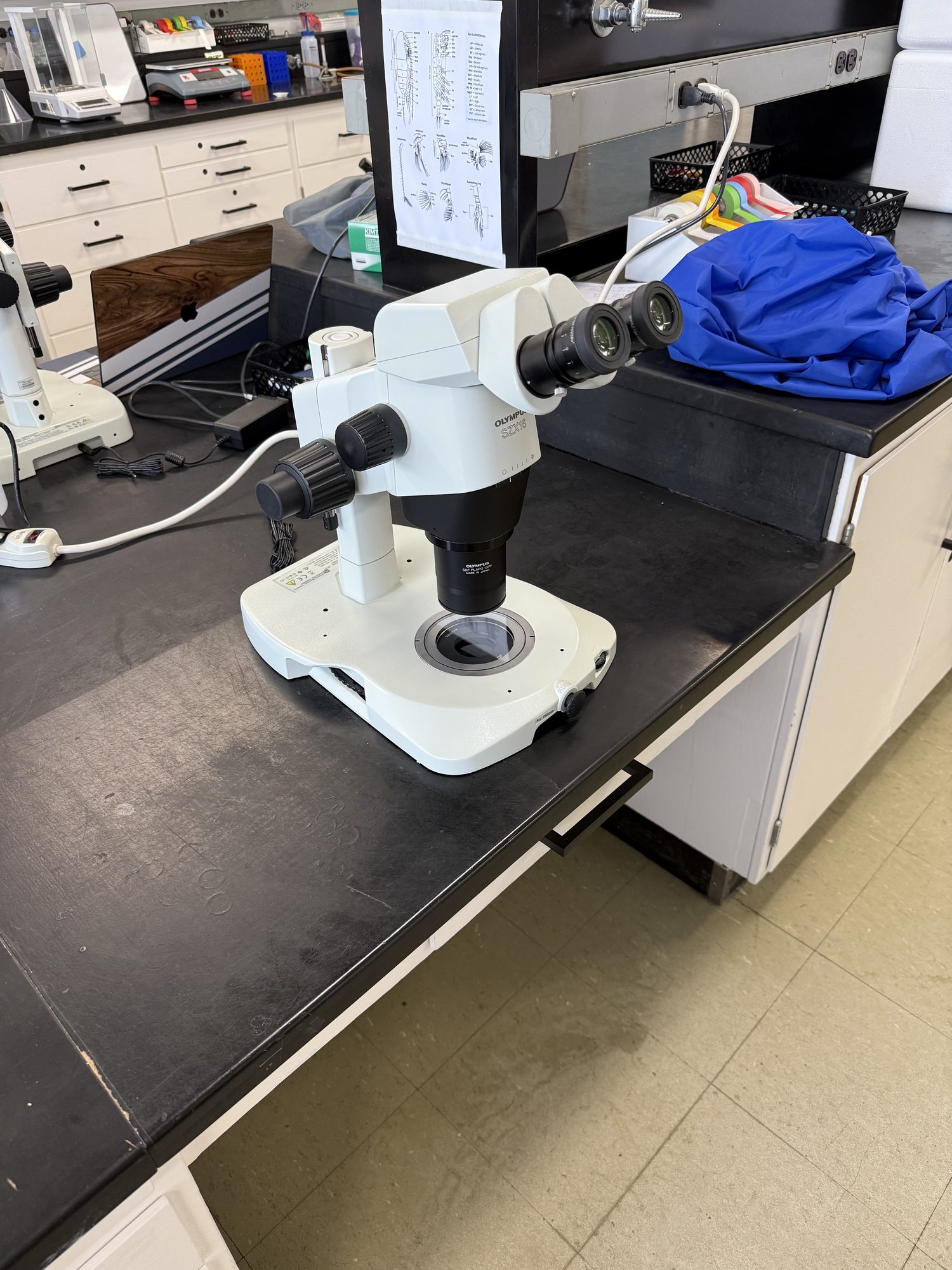 Olympus stereoscope on a lab bench