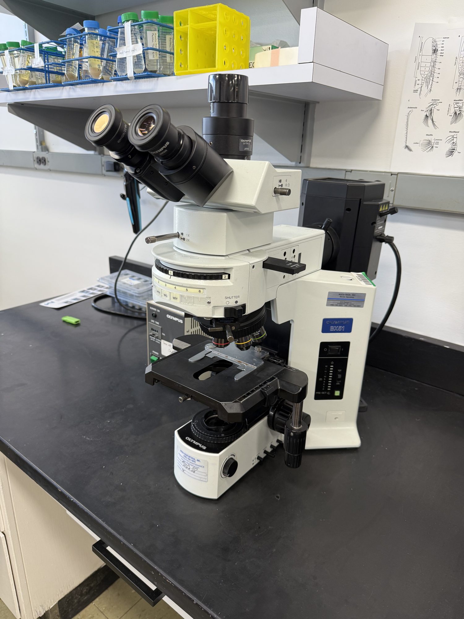 Olympus BX51 compound microscope