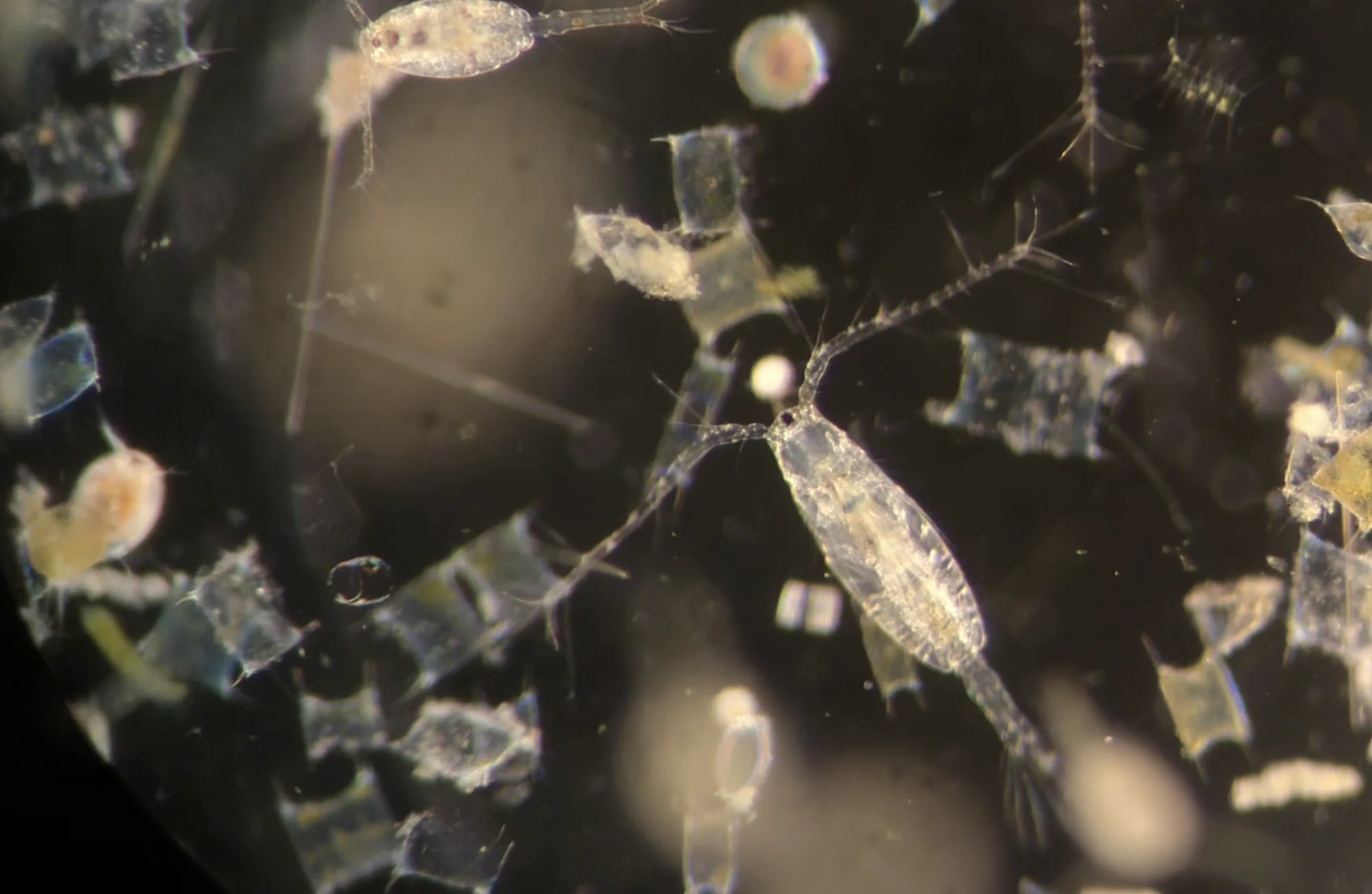Micrograph of copepods and other plankton in a sample