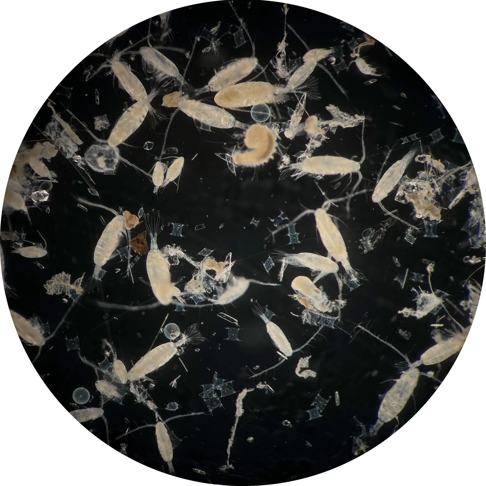 Circular view of a zooplankton sample under the microscope